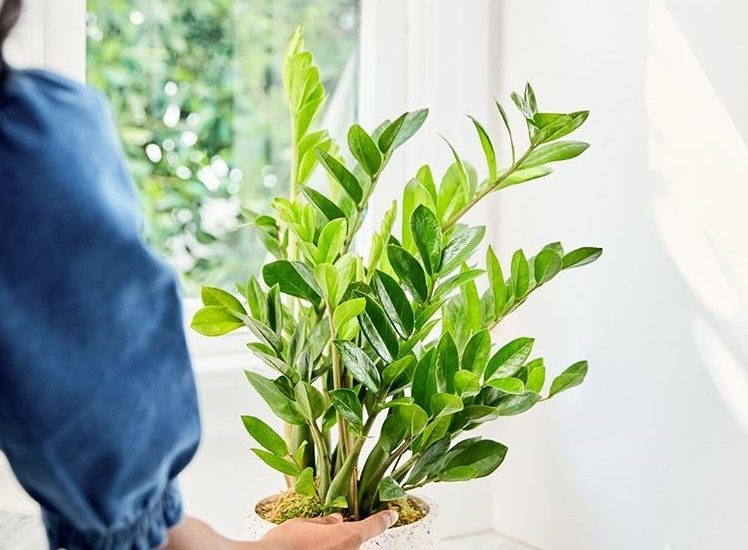Plant Pet Club Review and tips from the founder No Green