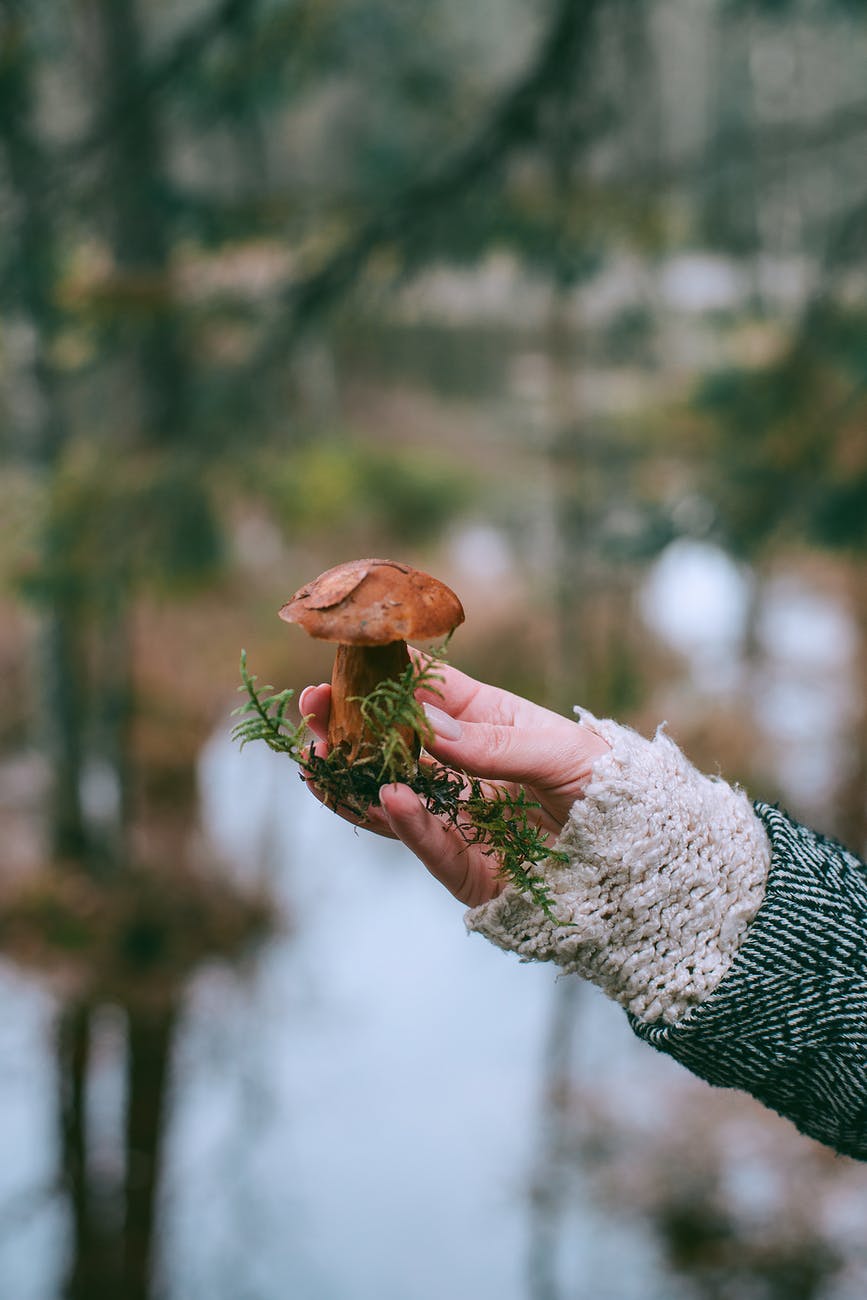 crop woman showing fresh mushroom near river in forest