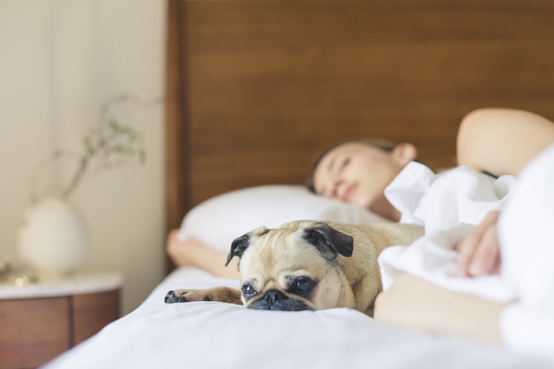 bed bedroom cute dog