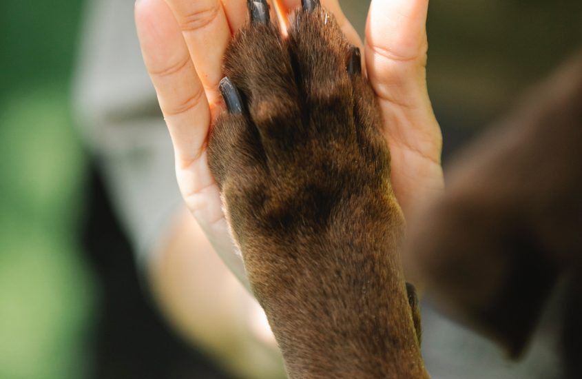 Top 5 Tips for Children in Pet Loss